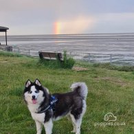 Siberian Husky