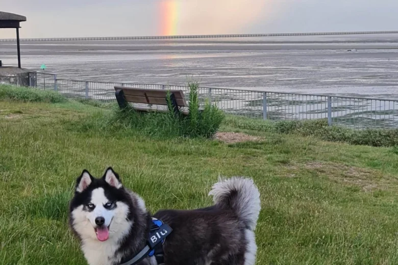 Siberian Husky