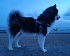 Siberian Husky