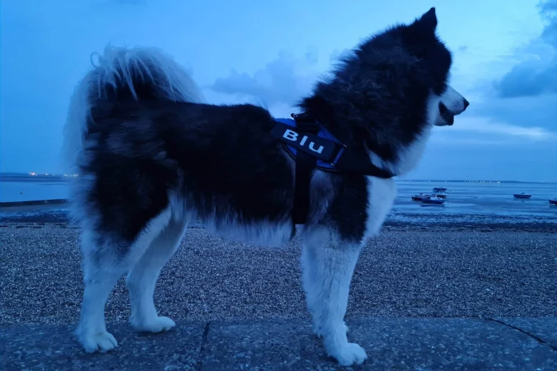 Siberian Husky