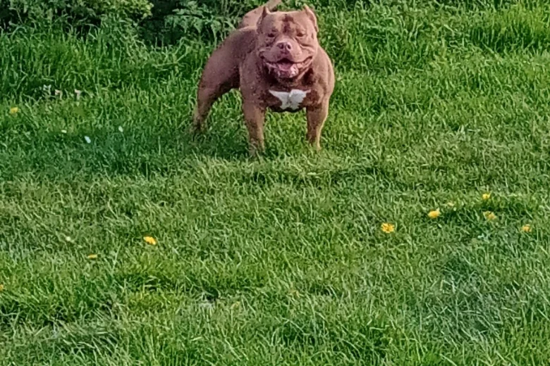 American Bulldog