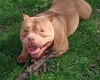 American Bulldog