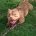 American Bulldog