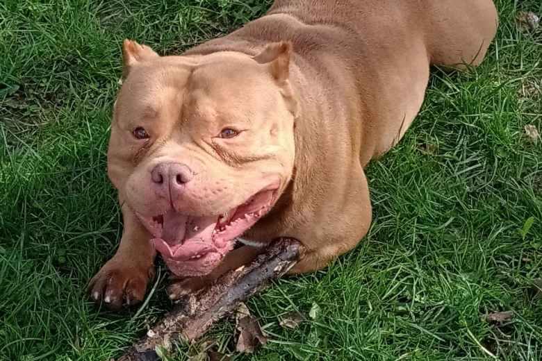 American Bulldog
