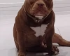 American Bulldog