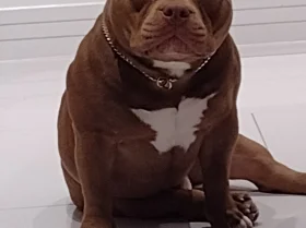 American Bulldog