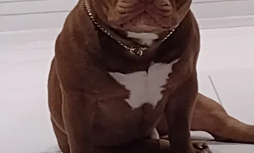 American Bulldog