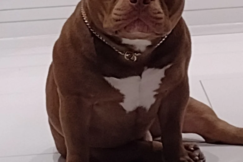 American Bulldog