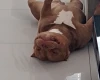 American Bulldog