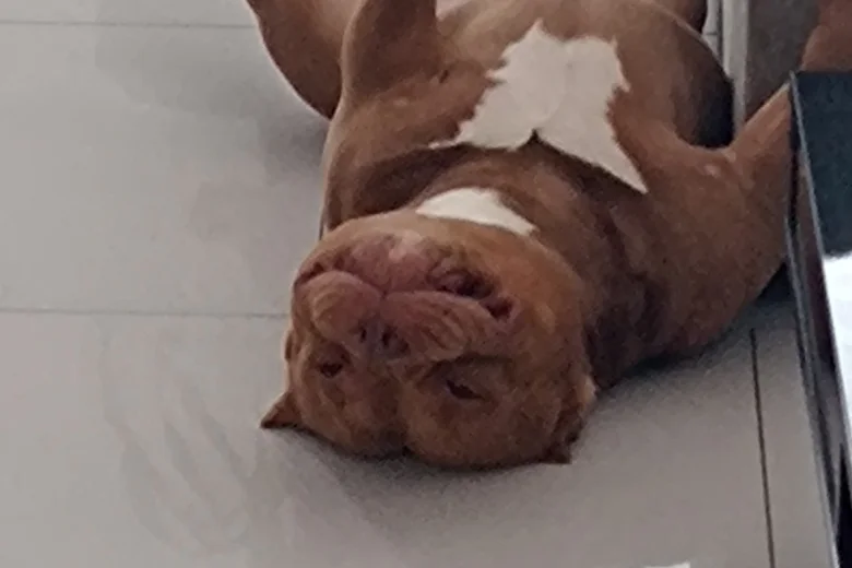 American Bulldog