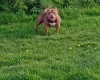 American Bulldog