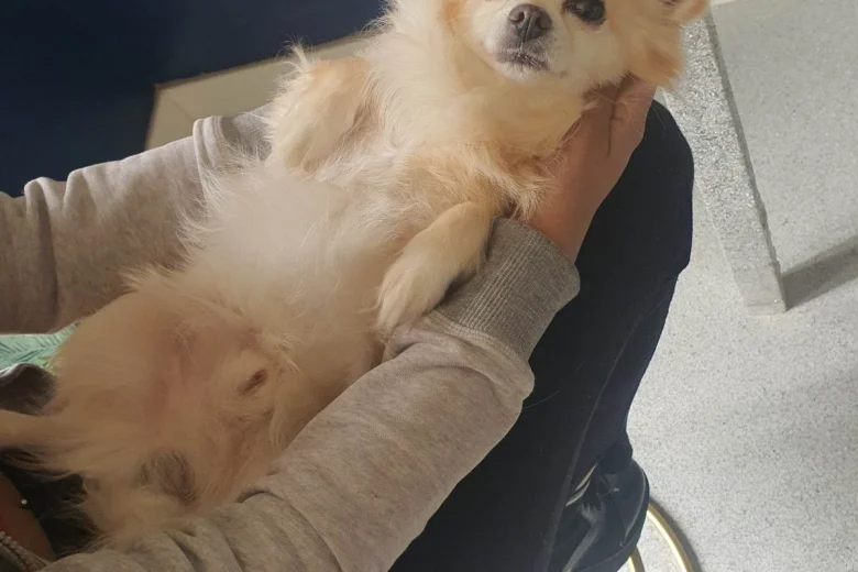 Chihuahua