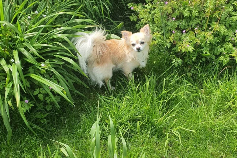 Chihuahua