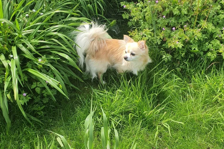 Chihuahua