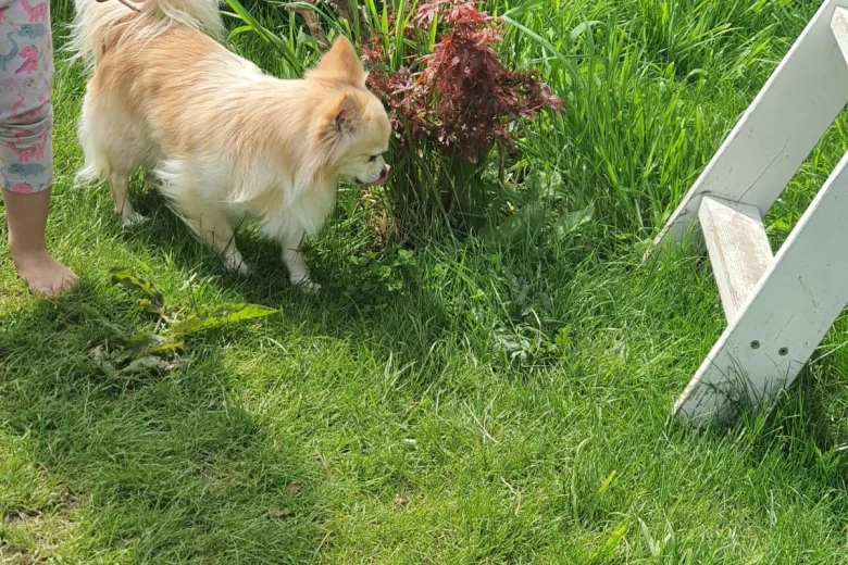 Chihuahua