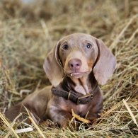 Dachshund (Standard & Miniature)