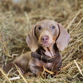 Dachshund (Standard &amp; Miniature)