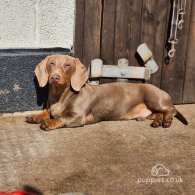 Dachshund (Standard & Miniature)