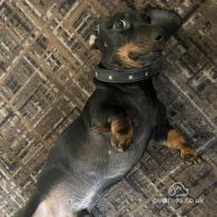 Dachshund (Standard & Miniature)