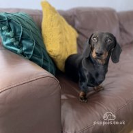 Dachshund (Standard & Miniature)