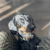 Dachshund (Standard & Miniature)