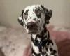 Dalmatian