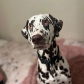 Dalmatian