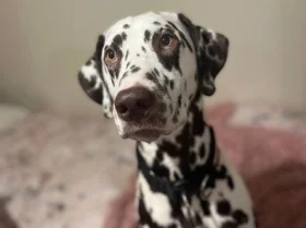 Dalmatian