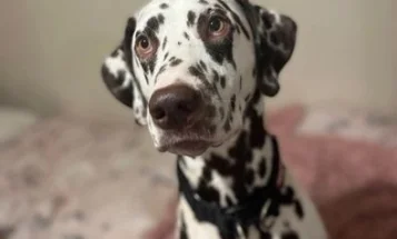 Dalmatian
