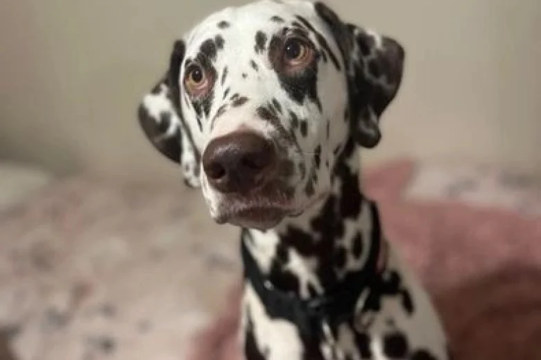 Dalmatian