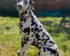 Dalmatian