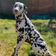 Dalmatian