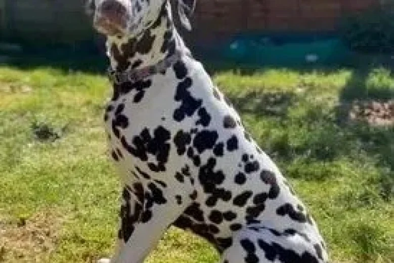 Dalmatian