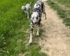 Dalmatian