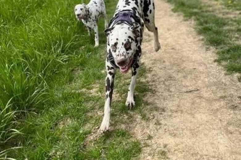 Dalmatian