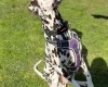 Dalmatian