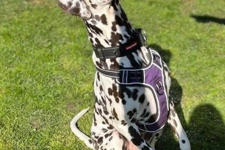 Dalmatian