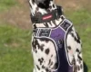 Dalmatian