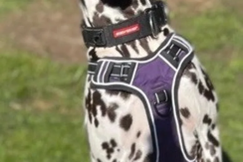Dalmatian