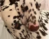 Dalmatian