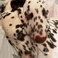 Dalmatian