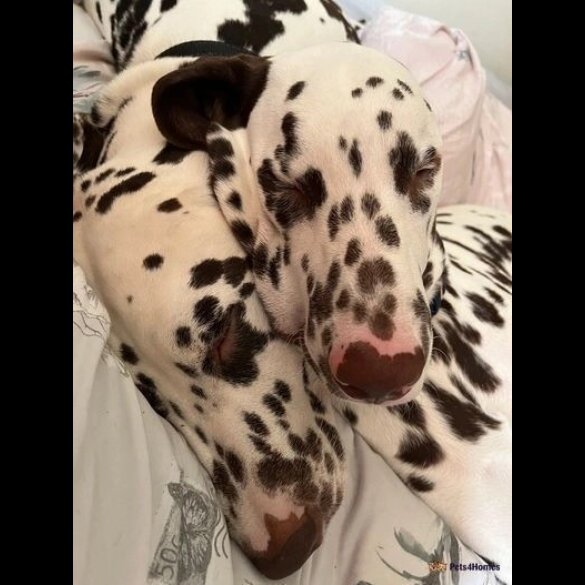 Dalmatian