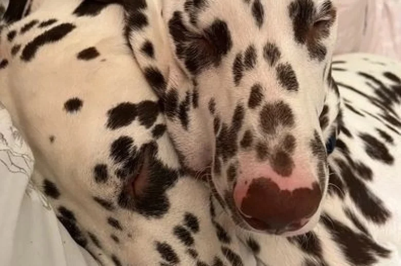 Dalmatian