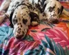 Dalmatian