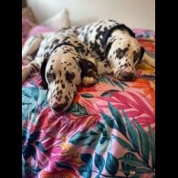 Dalmatian