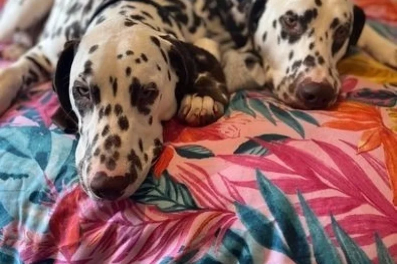 Dalmatian