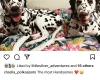 Dalmatian