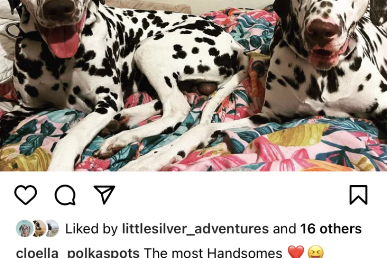 Dalmatian