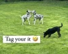 Dalmatian