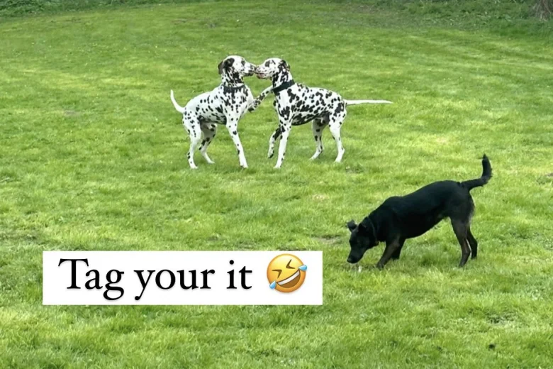 Dalmatian